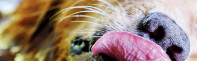 Ovo obavezno morate da uradite pre nego što odete kod veterinara