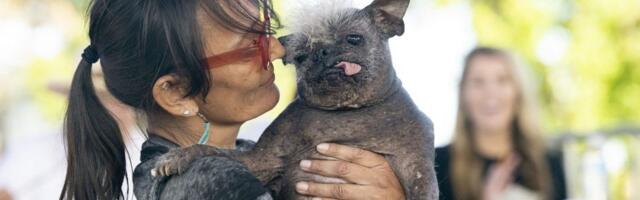 Najružniji pas na svetu: Od pogleda na njega bole oči, a iza svega se krije tužna priča (FOTO)