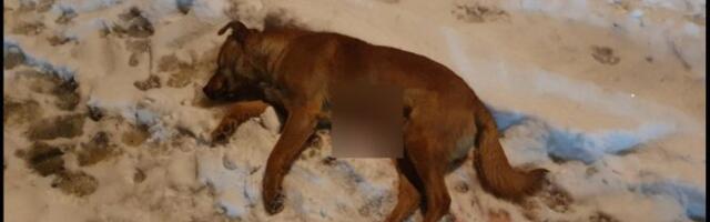 ŠOKANTNO UBISTVO ISPRED PORODIČNE KUĆE! Pas nađen u lokvi krvi... Trudnoj vlasnici pozlilo! /FOTO/