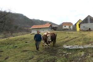 Рашко из Горњих Караклија, прави горштак са Таре