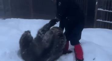 NEVEROVATNE SCENE IZ DOBOJA: Maša se izležava i sprema za zimski san, ali zato Ljubica ne miruje! Onolika zver a igra se u snegu kao meče (VIDEO)