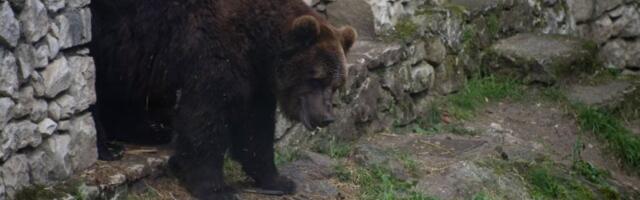 SRBIJA U ŠOKU NAKON ONOGA ŠTA JE URADILA MEČKA DUNJA: Svi su gledali u nju na Sretenje, a evo šta je presudila! Čeka li nas PAKLENI MRAZ ILI NAGLO OTOPLJENJE?