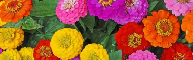 Posadite ovo cveće u aprilu i dvorište će vam procvetati za samo 10 nedelja