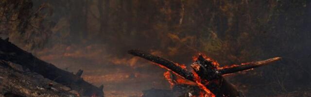 BUKNULA DVA POŽARA KOD TREBINJA! Vatrogasci brane kuće od plamena - SITUACIJA JE DRAMATIČNA! (FOTO, VIDEO)