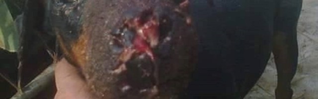 Video sa skrivenom kamerom prikazuje okrutnost u objektu za ispitivanje životinja! (VIDEO)