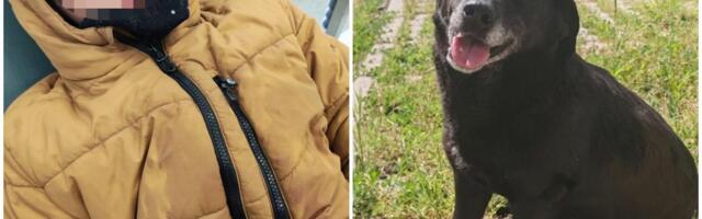 "ČULA SAM KRIK, A ONDA JE ULETEO U KUĆU SAV KRVAV!" Pas lutalica u Obrenovcu otkinuo detetu gornju usnu, majka opisala jezivu dramu