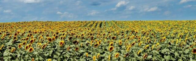 UHAPŠENA SUNCOKRET MAFIJA U ZRENJANINU! Ukrali tone semena OŠTETILI SKALDIŠTE ZA OKO DVA MILIONA DINARA