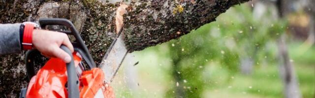 Orezali drvored na putu u Srbiji: "Ovo je u svetu kažnjivo"