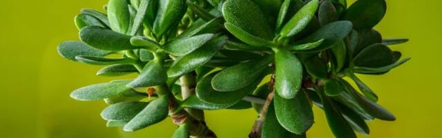 Što je bujnija to više novca privlači! Samo ubacite 2 sastojka i dogodiće se čudo