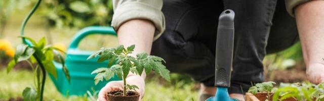 Nikada ne sadite ove 3 biljke zajedno – stručnjaci upozoravaju na KATASTROFU