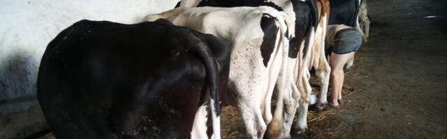 Ministarstvo pozvalo proizvođače mleka da prijave probleme u otkupu