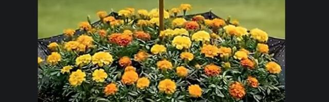 Ne bacajte stare kišobrane: Napravite od njih saksije za cveće, bašta će vam biti najlepša u komšiluku