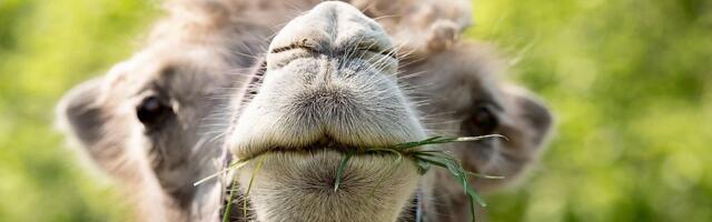 FOTO Prvi put u 35 godina: Mladunče dvogrbe kamile rođeno u beogradskom zoo vrtu