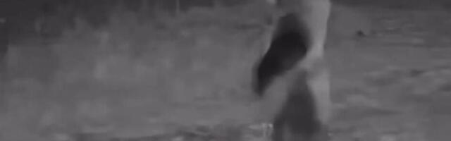POJAVIO SE SNIMAK MEDVEDA KOJI "PATROLIRA" SELOM USRED NOĆI: Ljudi u Srbiji masovno gledaju ovaj snimak (VIDEO)