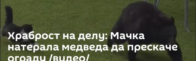 Храброст на делу: Мачка натерала медведа да прескаче ограду /видео/