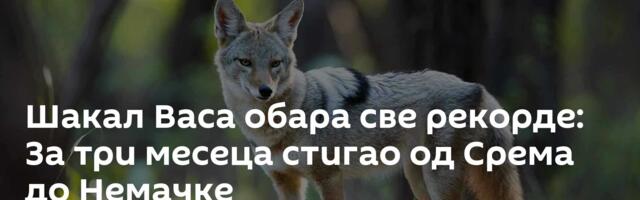 Шакал Васа обара све рекорде: За три месеца стигао од Срема до Немачке