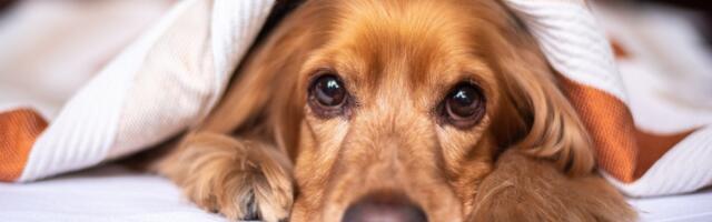 Provereni saveti koji vašeg psa mogu učiniti srećnim i zdravim