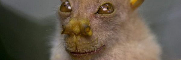 10 neverovatnih životinja za koje verovatno nikada niste čuli