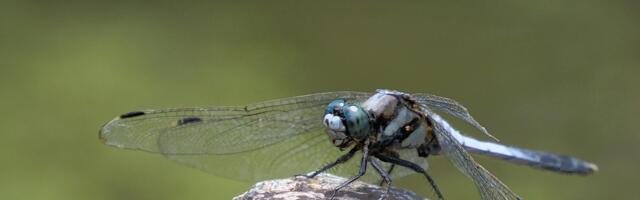 Naučnici niškog PMF-a otkrili novu i retku vrstu vilinog konjica u Srbiji