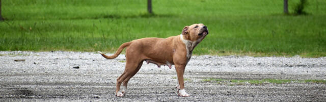 PITBUL USMRTIO BEBU Užas na Zakintosu, roditelji zadržani u pritvoru