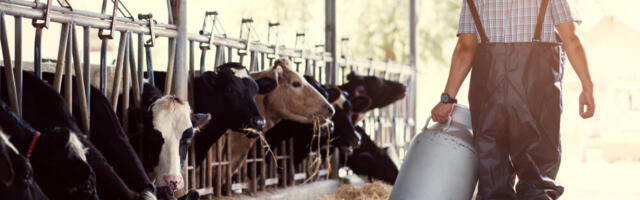 „Višak nastao uvozom“: Farmeri širom Srbije danas prosipali mleko jer im je otkazan prevoz do mlekara