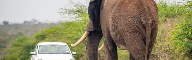 SLONOVI USMRTILI 4 OSOBE U KENIJI: Danas protesti