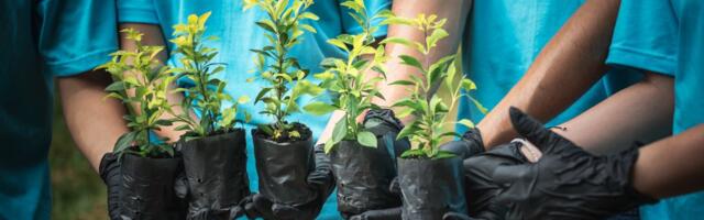 Male ruke sadile u Futogu, edukaciјa učenika i sadnja 100 sadnica