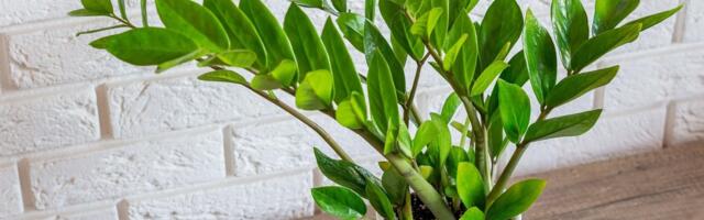 Zamija, sobna biljka koja ne izlazi iz mode, a uspeva i početnicima