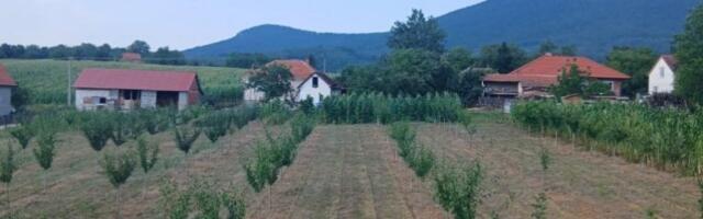REKORDAN ROD OVOG VOĆA U SRBIJI! Grane se savile, ove godine biće i za džem, i za rakiju, ali i za prodaju! (FOTO)