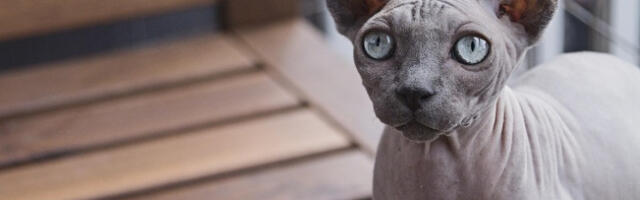 ​Забрањено држање бездлаких мачака од селедеће године у Холандији