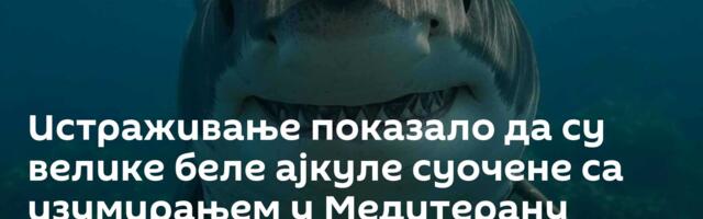 Истраживање показало да су велике беле ајкуле суочене са изумирањем у Медитерану