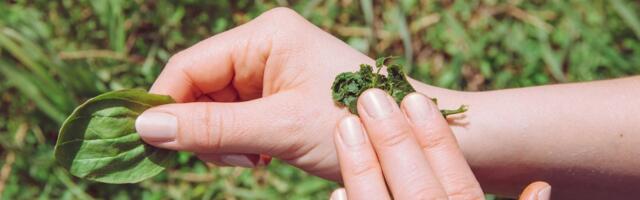 Raste u svakom dvorištu, a malo ko zna koliko je lekovita - ova biljka čisti pluća i pomaže kod kašlja