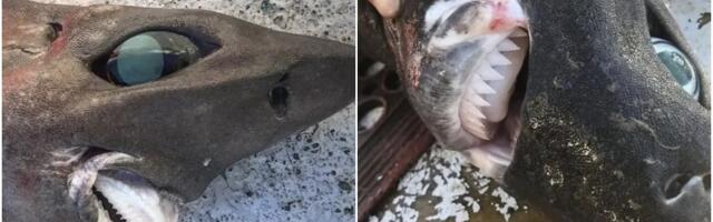 Australijski ribar uhvatio čudovište iz dubina sa zubima kao žileti