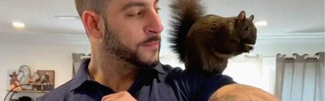 Kako je veverica presudila američke izbore