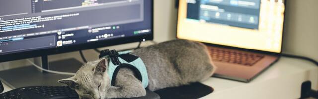 Mačke kao deo tima: Ova kompanija zapošljava 11 „četvoronožnih“ kolega