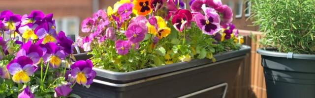 6 biljaka koje mirišu samo noću: Pretvoriće svaku terasu u spektakl - idealne za proleće