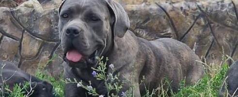 NAGRADA 1.000 EVRA KO NAĐE DŽOJ! Pobegla iz pansiona u Obrenovcu, sad je svi traže! Uplašena je i izgleda ovako (FOTO)