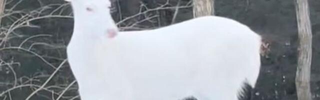 Snimila nesvakidašnji životinju: Pojavljuju se jednom u 100.000 slučajeva (VIDEO)