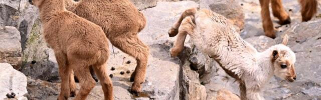 BELA BERBERKA ČUDO PRIRODE: Neobična i neodoljiva prinova obradovala posetioce zoo-vrta u Beogradu (FOTO)