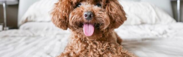 Ove rase pasa imaju najduži životni vek, tvrdi veterinarka