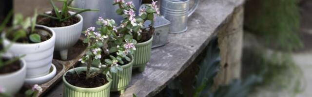 Saveti iskusnih baštovana: Nikada ne stavljajte ovo na dno saksije ako želite da vam biljke prežive