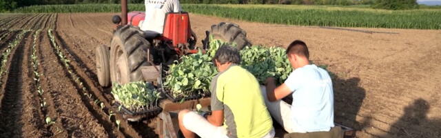 IZAZOVI PROIZVODNJE POVRĆA U OKOLINI ČAČKA: Proizvođači se bore sa vrućinama, a neizvesnost oko cena ostaje
