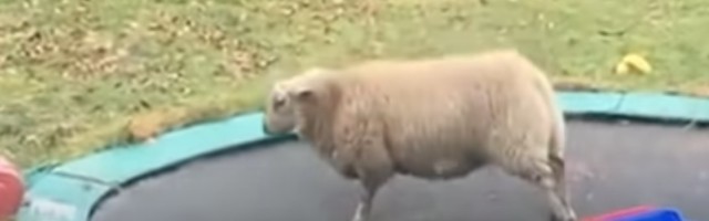 Šta se dogodi kad ovca pronađe trambolinu (VIDEO)