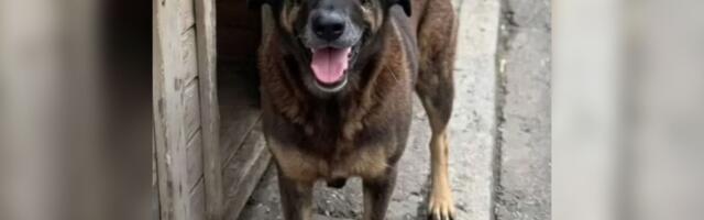 Naređena ekshumacija voljenog psa iz Brazila: Orelja MLAĆEN DO SMRTI, počinilac tinejdžer koga štiti elita