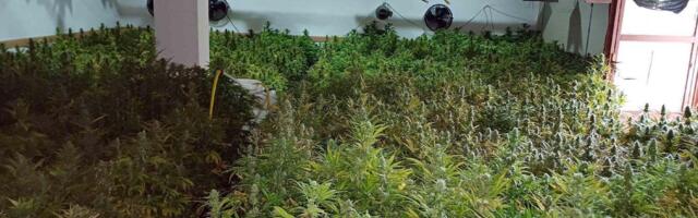 BIRN: Srpske veze i u drugim makedonskim kompanijama za kanabis