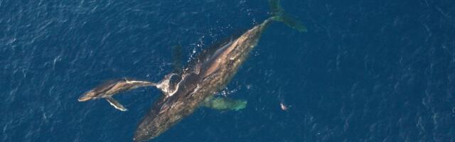 Prvi put u istoriji snimljena ženka kita dok se porađa: Prizor oko nje zadivio svet, "babice" pokušavale da joj pomognu (VIDEO)