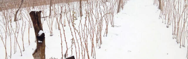 Снег пао у главном малинарском крају