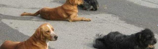 Leskovac na 40 stepeni – veterinari upozoravaju: I psi mogu doživeti toplotni udar