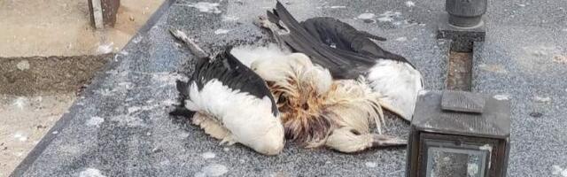 Rode ponovo stradaju od strujnog udara na Novom groblju u Nišu