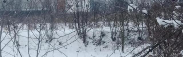 U OVOM GRADU U SRBIJI PSI LUTALICE NAPRAVILE PRAVI POKOLJ: Porodica doživela neviđeni šok, da se NAJEŽIŠ!